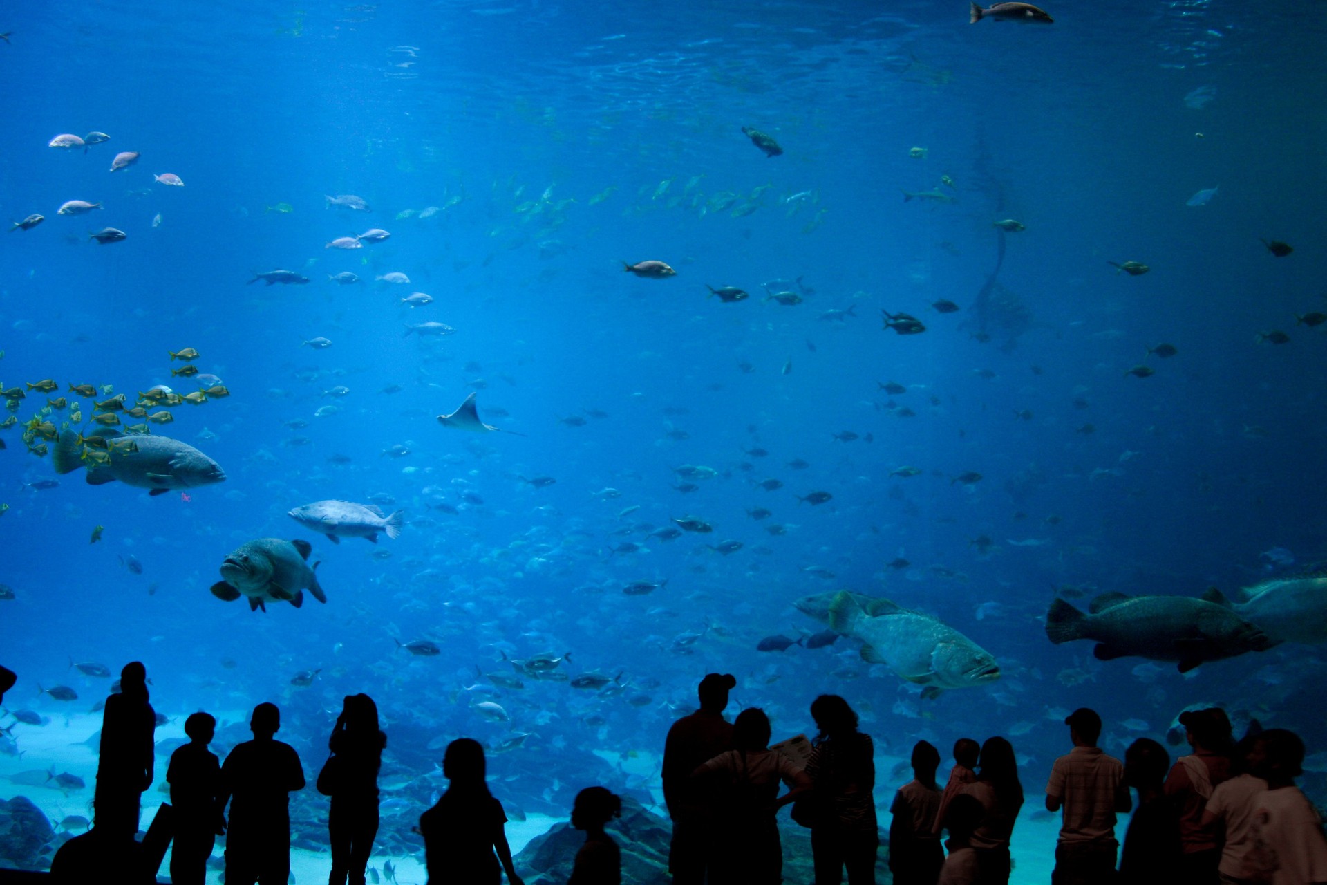 Visitors viewing sea life at the Georgia Aquarium — cultural and educational experiences for adults and families in Atlanta.